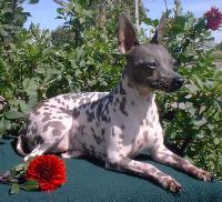  Chollew, egy xoloitzcuintli kutya